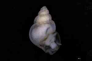  ( - ZMBN_160741)  @11 [ ] Creative Commons BY NC SA (2025) University of Bergen Natural History Collections