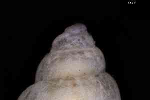  ( - ZMBN_160741)  @11 [ ] Creative Commons BY NC SA (2025) University of Bergen Natural History Collections