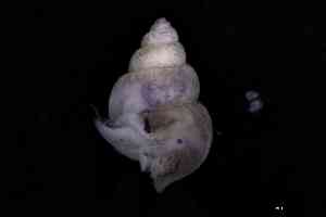  ( - ZMBN_160741)  @11 [ ] Creative Commons BY NC SA (2025) University of Bergen Natural History Collections