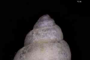  ( - ZMBN_160741)  @11 [ ] Creative Commons BY NC SA (2025) University of Bergen Natural History Collections