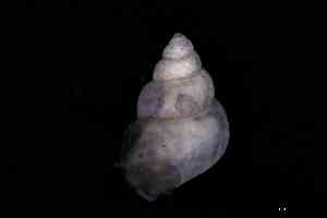  ( - ZMBN_160741)  @11 [ ] Creative Commons BY NC SA (2025) University of Bergen Natural History Collections