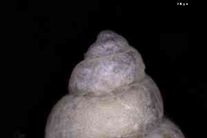  ( - ZMBN_160741)  @11 [ ] Creative Commons BY NC SA (2025) University of Bergen Natural History Collections