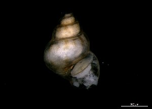  ( - 160745)  @11 [ ] Creative Commons BY NC SA (2024) University of Bergen Natural History Collections