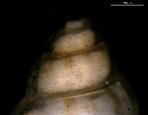  ( - 160745)  @11 [ ] Creative Commons BY NC SA (2024) University of Bergen Natural History Collections