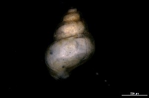  ( - 160745)  @11 [ ] Creative Commons BY NC SA (2024) University of Bergen Natural History Collections