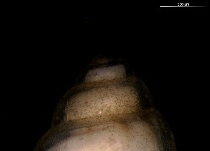  ( - 160745)  @11 [ ] Creative Commons BY NC SA (2024) University of Bergen Natural History Collections