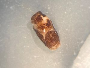  ( - 160752)  @11 [ ] Creative Commons BY NC SA (2025) University of Bergen Natural History Collections