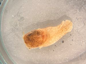  ( - 160753)  @11 [ ] Creative Commons BY NC SA (2025) University of Bergen Natural History Collections