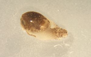  ( - 160758)  @11 [ ] Creative Commons BY NC SA (2025) University of Bergen Natural History Collections