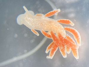  ( - 160760)  @11 [ ] Creative Commons BY NC SA (2025) University of Bergen Natural History Collections