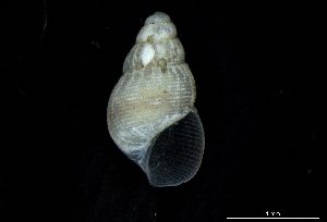  ( - 160779_02)  @11 [ ] Creative Commons BY NC SA (2024) University of Bergen Natural History Collections