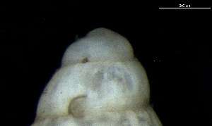 ( - 160779_02)  @11 [ ] Creative Commons BY NC SA (2024) University of Bergen Natural History Collections