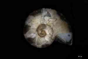  ( - ZMBN_160789)  @11 [ ] Creative Commons BY NC SA (2025) University of Bergen Natural History Collections