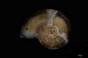  ( - ZMBN_160789)  @11 [ ] Creative Commons BY NC SA (2025) University of Bergen Natural History Collections