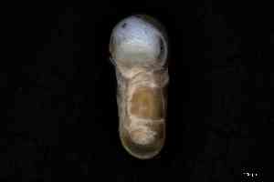  ( - ZMBN_160789)  @11 [ ] Creative Commons BY NC SA (2025) University of Bergen Natural History Collections