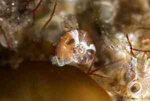  ( - ZMBN_160789)  @11 [ ] Creative Commons BY NC SA (2025) University of Bergen Natural History Collections