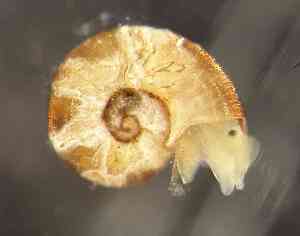  ( - ZMBN_160789)  @11 [ ] Creative Commons BY NC SA (2025) University of Bergen Natural History Collections