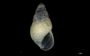  ( - 160797_01)  @11 [ ] Creative Commons BY NC SA (2024) University of Bergen Natural History Collections