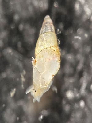  ( - 160797_01)  @11 [ ] Creative Commons BY NC SA (2024) University of Bergen Natural History Collections