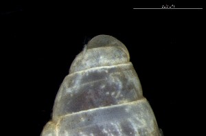 ( - 160797_01)  @11 [ ] Creative Commons BY NC SA (2024) University of Bergen Natural History Collections