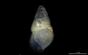  ( - 160797_01)  @11 [ ] Creative Commons BY NC SA (2024) University of Bergen Natural History Collections