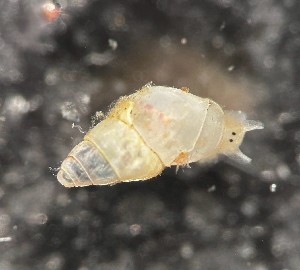  ( - 160797_01)  @11 [ ] Creative Commons BY NC SA (2024) University of Bergen Natural History Collections