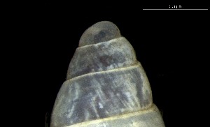  ( - 160797_01)  @11 [ ] Creative Commons BY NC SA (2024) University of Bergen Natural History Collections