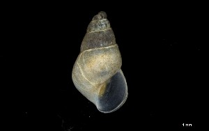  ( - 160797_02)  @11 [ ] Creative Commons BY NC SA (2024) University of Bergen Natural History Collections