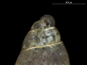  ( - 160797_02)  @11 [ ] Creative Commons BY NC SA (2024) University of Bergen Natural History Collections