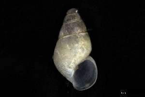  ( - 160797_04)  @11 [ ] Creative Commons BY NC SA (2025) University of Bergen Natural History Collections
