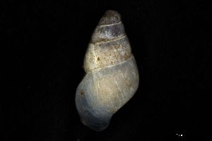  ( - 160797_04)  @11 [ ] Creative Commons BY NC SA (2025) University of Bergen Natural History Collections