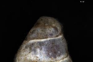  ( - 160797_04)  @11 [ ] Creative Commons BY NC SA (2025) University of Bergen Natural History Collections