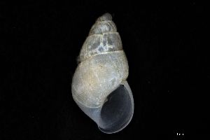  ( - 160797_05)  @11 [ ] Creative Commons BY NC SA (2025) University of Bergen Natural History Collections