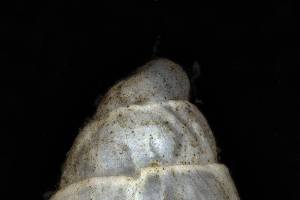  ( - 160797_05)  @11 [ ] Creative Commons BY NC SA (2025) University of Bergen Natural History Collections