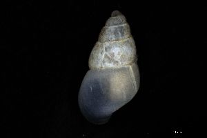  ( - 160797_05)  @11 [ ] Creative Commons BY NC SA (2025) University of Bergen Natural History Collections