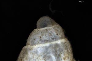  ( - 160797_05)  @11 [ ] Creative Commons BY NC SA (2025) University of Bergen Natural History Collections