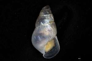  ( - 160797_06)  @11 [ ] Creative Commons BY NC SA (2025) University of Bergen Natural History Collections