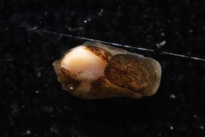  ( - 160800)  @11 [ ] Creative Commons BY NC SA (2025) University of Bergen Natural History Collections