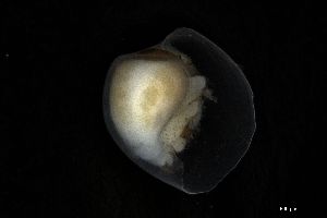  ( - 161950)  @11 [ ] Creative Commons BY NC SA (2025) University of Bergen Natural History Collections