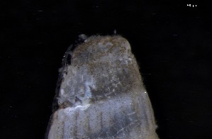  ( - 161957_02_V2)  @11 [ ] Creative Commons BY NC SA (2024) University of Bergen Natural History Collections