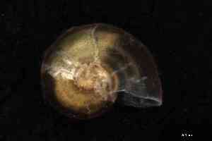  ( - ZMBN_161958)  @11 [ ] Creative Commons BY NC SA (2025) University of Bergen Natural History Collections