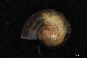  ( - ZMBN_161958)  @11 [ ] Creative Commons BY NC SA (2025) University of Bergen Natural History Collections