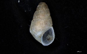  ( - 161971_01_V2)  @11 [ ] Creative Commons BY NC SA (2024) University of Bergen Natural History Collections