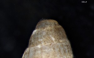  ( - 161971_01_V2)  @11 [ ] Creative Commons BY NC SA (2024) University of Bergen Natural History Collections