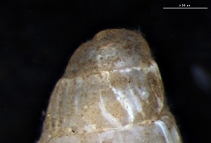  ( - 161971_01_V2)  @11 [ ] Creative Commons BY NC SA (2024) University of Bergen Natural History Collections