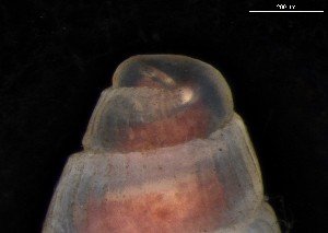  ( - 161977_02_V2)  @11 [ ] Creative Commons BY NC SA (2024) University of Bergen Natural History Collections