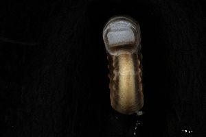  ( - 162015)  @11 [ ] Creative Commons BY NC SA (2025) University of Bergen Natural History Collections