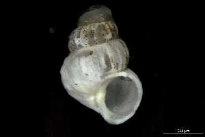  ( - 162047_01)  @11 [ ] Creative Commons BY NC SA (2025) University of Bergen Natural History Collections