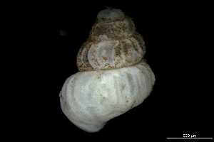  ( - 162047_01)  @11 [ ] Creative Commons BY NC SA (2025) University of Bergen Natural History Collections