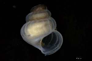  ( - 162047_02)  @11 [ ] Creative Commons BY NC SA (2025) University of Bergen Natural History Collections